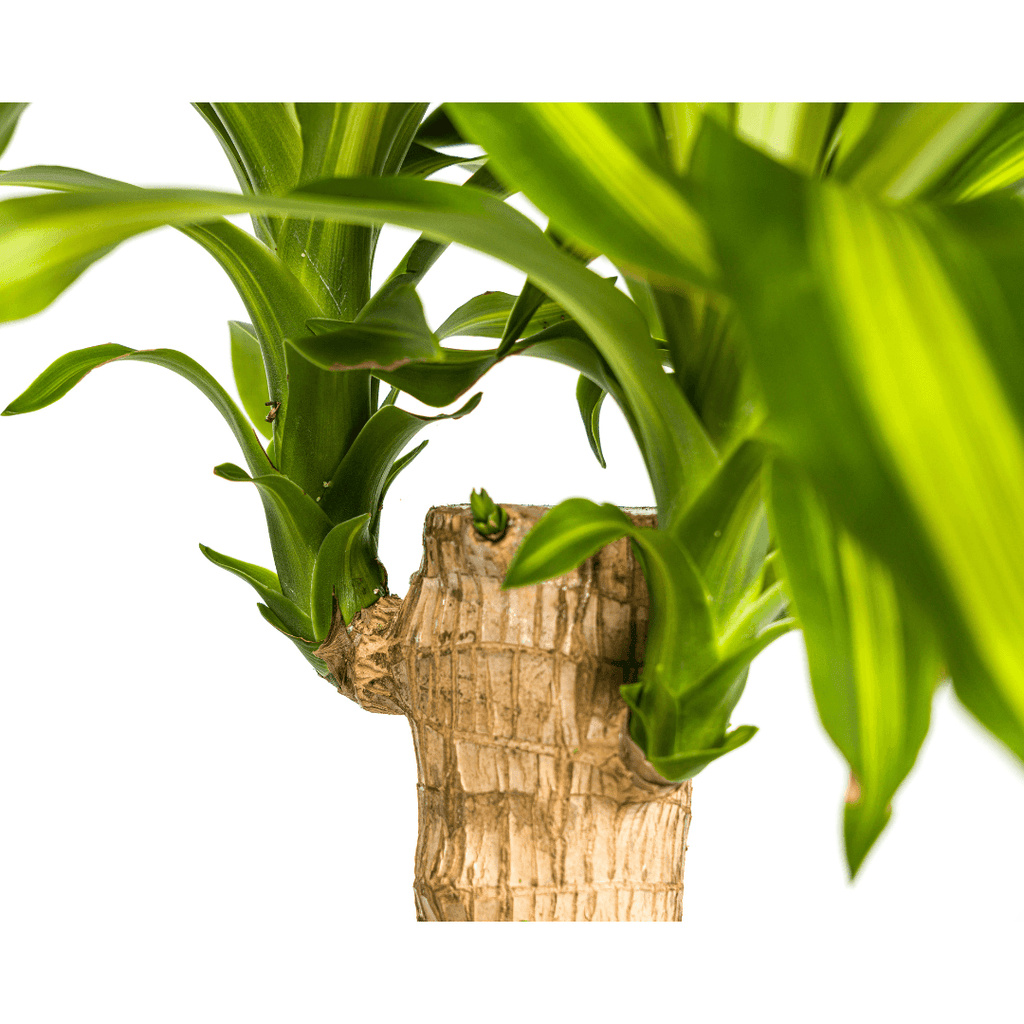 Drachenbaum – Dracaena Fragrans Massangeana – Zimmerpflanze – Tropisches Flair – Luftreinigend – Ø21cm – Höhe 90-110cm – Pflegeleicht – Plant
