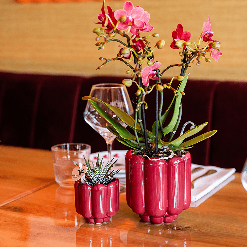 Rote Congo Orchidee im Retro Übertopf rot Ø9cm – blühende Zimmerpflanze frisch vom Züchter – glänzender 70er – Look Ziertopf mit abgerundetem Design