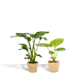 Baum – Strelitzie Strelitzia Nicolai + Alocasia Macrorrhiza + Seegras – Korb Selin – Zimmerpflanzen – Set – Ø19cm – Höhe 70-85cm – Plant