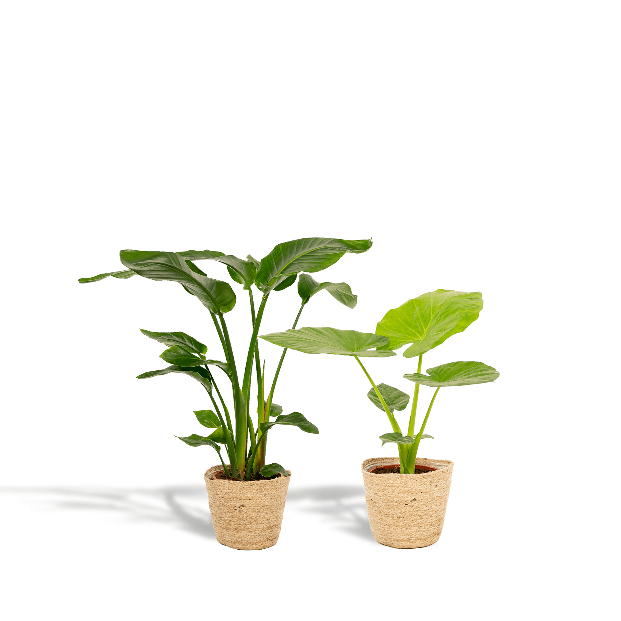 Baum – Strelitzie Strelitzia Nicolai + Alocasia Macrorrhiza + Seegras – Korb Selin – Zimmerpflanzen – Set – Ø19cm – Höhe 70-85cm – Plant