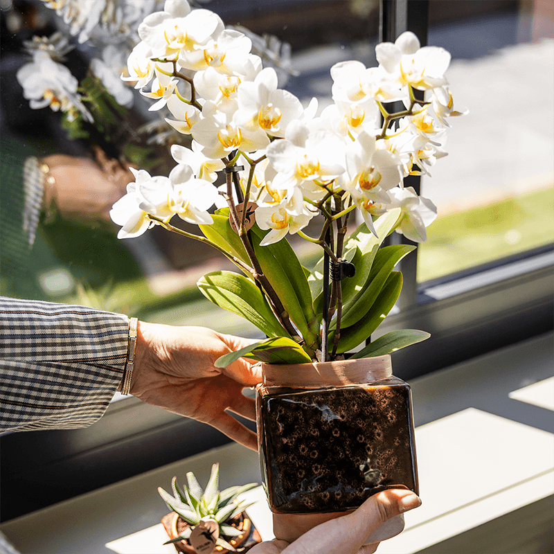 Classy Cube Ziertopf Ø9cm – Quadratischer Keramik – Blumentopf in Braun – Glänzende Oberfläche für Orchideen & Zimmerpflanzen – Übertopf mit Retro – Plant
