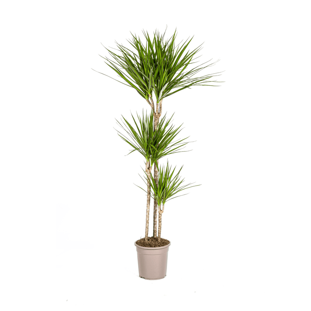 Drachenbaum Dracaena Marginata Green – Zimmerpflanze – Ø24cm – 130-150cm hoch – Schlanke, dunkelgrüne Blätter – Pflegeleicht & modern – Plant
