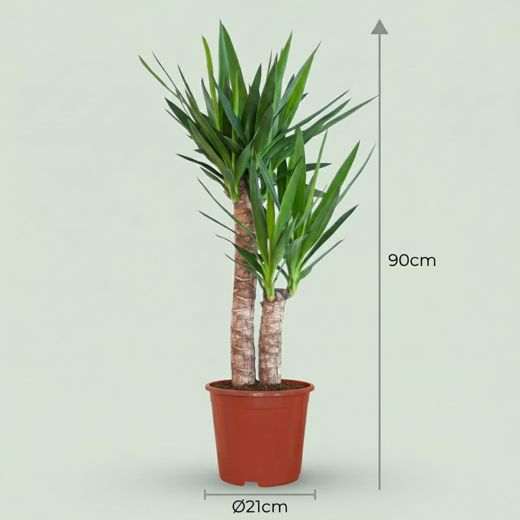 Yucca Elephantipes Palmlilie Zimmerpflanze 80-90cm 21cm Pflegeleichte Grünpflanze für Wohnzimmer Büro & Innenräume – Plant