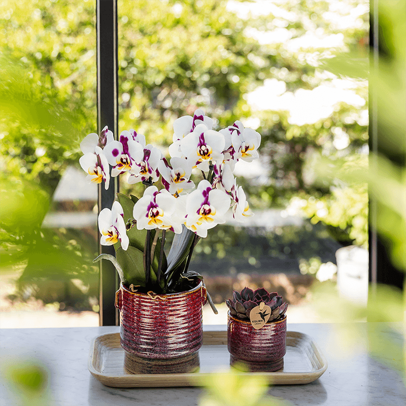 Geschenkset Aura – Rosa Phalaenopsis Orchidee Congo & Grünpflanze – Dekoset mit 2 Aura Ziertöpfen & Bambustablett – Stilvolle Pflanzen