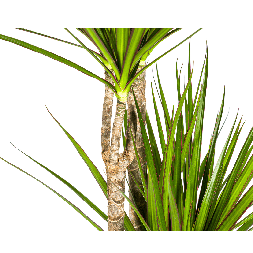 Drachenbaum Dracaena Marginata Green – Große Zimmerpflanze – Ø27cm – 170-190cm hoch – Schlanke dunkelgrüne Blätter – Moderner Urban Jungle Klassiker – Plant