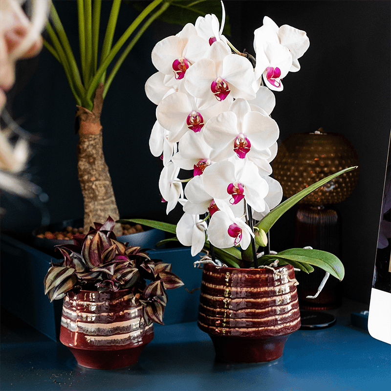 Übertopf Moonstone Burgundy Ø12cm – eleganter Keramik Blumentopf in Burgundrot – fein geschichtete Glasur mit dezentem Glanz – Pot
