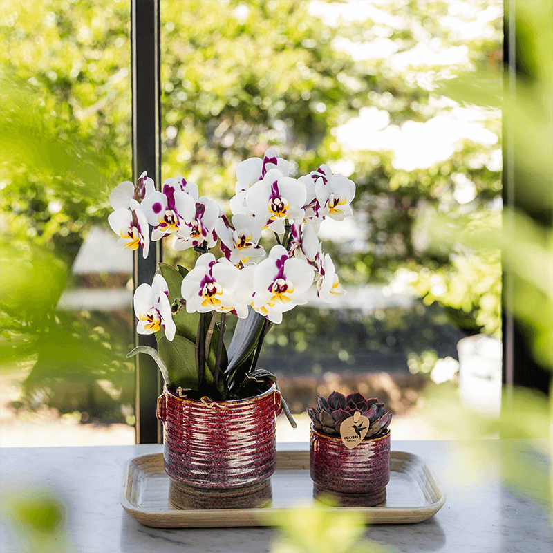 Aura Pflanztopf – Ø9cm – Retro Blumentopf im Bold Seventies Stil – Keramik Übertopf mit Henkeln – Dekorativer Blumentopf für Zimmerpflanzen – Plant