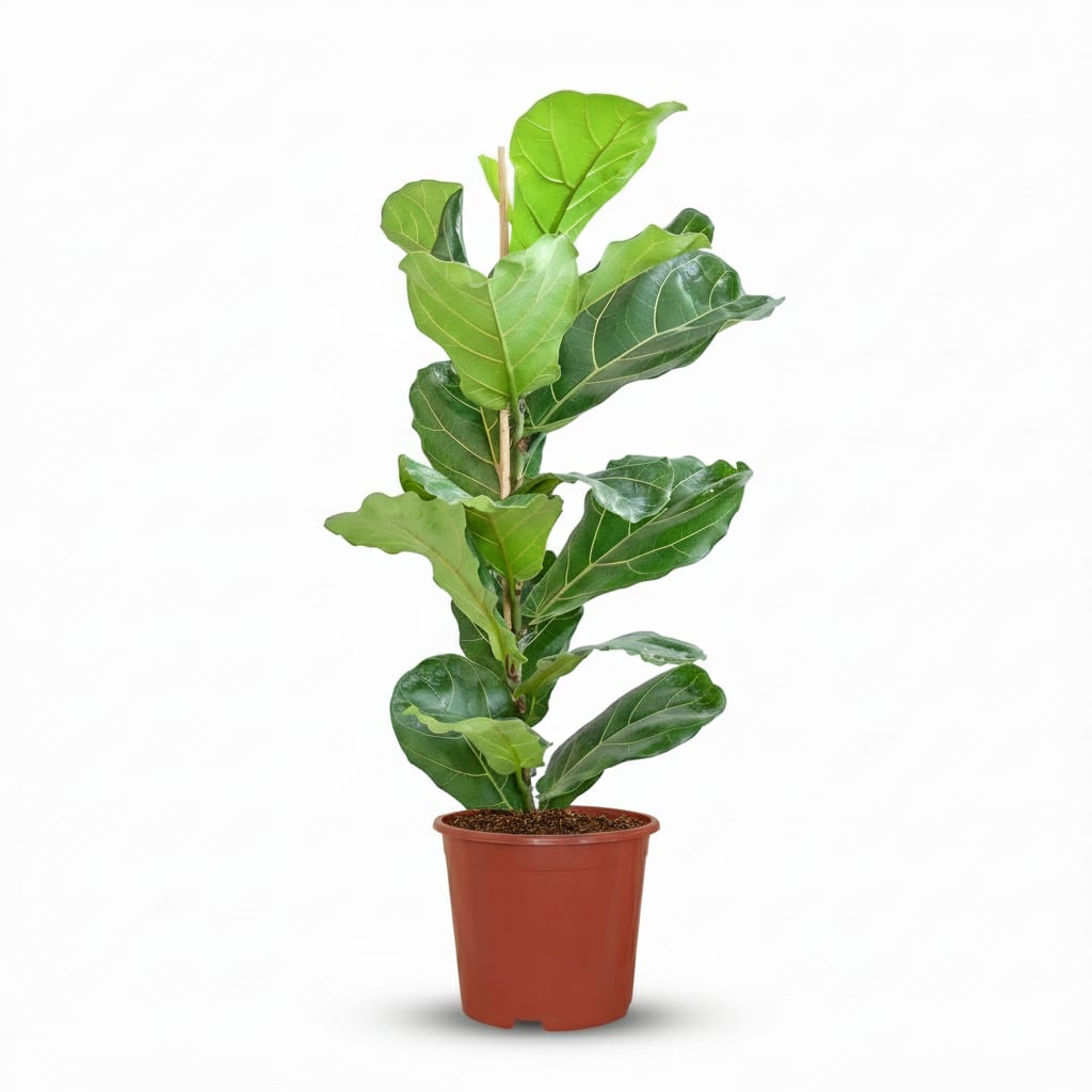 Ficus Lyrata Geigenfeige Zimmerpflanze 75-85cm 21cm Pflegeleichte Grünpflanze für Wohnzimmer Büro & Innenräume – Plant