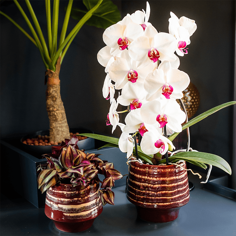 Übertopf Moonstone Burgundy Ø12cm – eleganter Keramik Blumentopf in Burgundrot – fein geschichtete Glasur mit dezentem Glanz – Pot