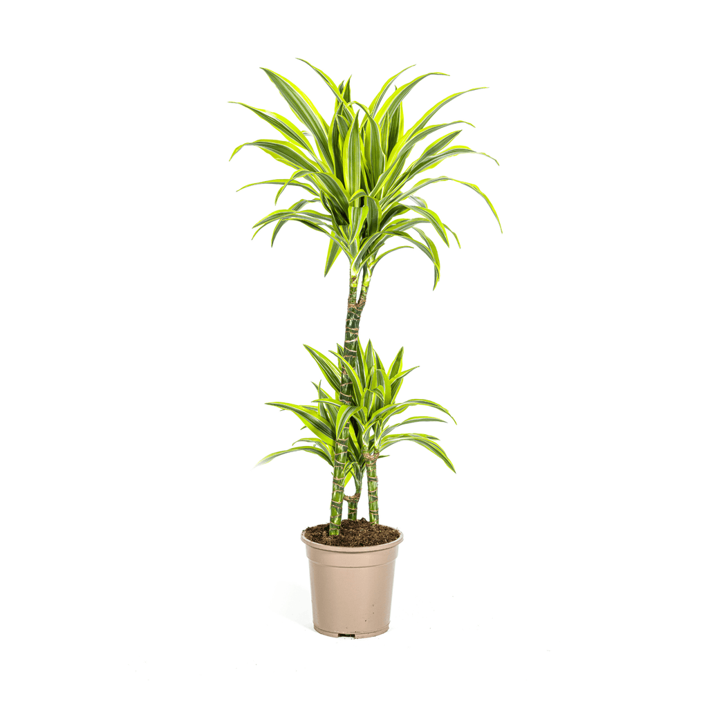 Drachenbaum Dracaena Deremensis Lemon Lime – Zimmerpflanze – Ø21cm – 90-110cm hoch – Schlanke grüne Blätter mit hellgrünem Rand – Plant