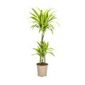 Drachenbaum Dracaena Deremensis Lemon Lime – Zimmerpflanze – Ø21cm – 90-110cm hoch – Schlanke grüne Blätter mit hellgrünem Rand – Plant