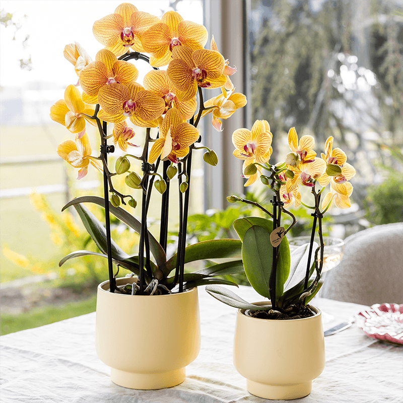 Phalaenopsis Orchidee Sunny Bunny – Ø12cm – Gelb – Rosa blühende Zimmerpflanze – Niagara Fall Kollektion – Blühende Orchidee frisch vom Züchter – Plant