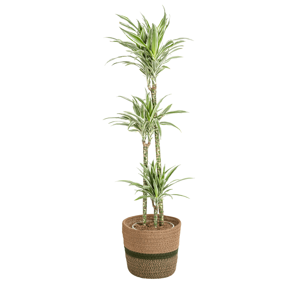 Dracaena Deremensis White Stripe inkl. Naturkorb – Höhe 130-150cm – Ø24cm – Elegante Zimmerpflanze mit zweifarbigem Laub – Plant