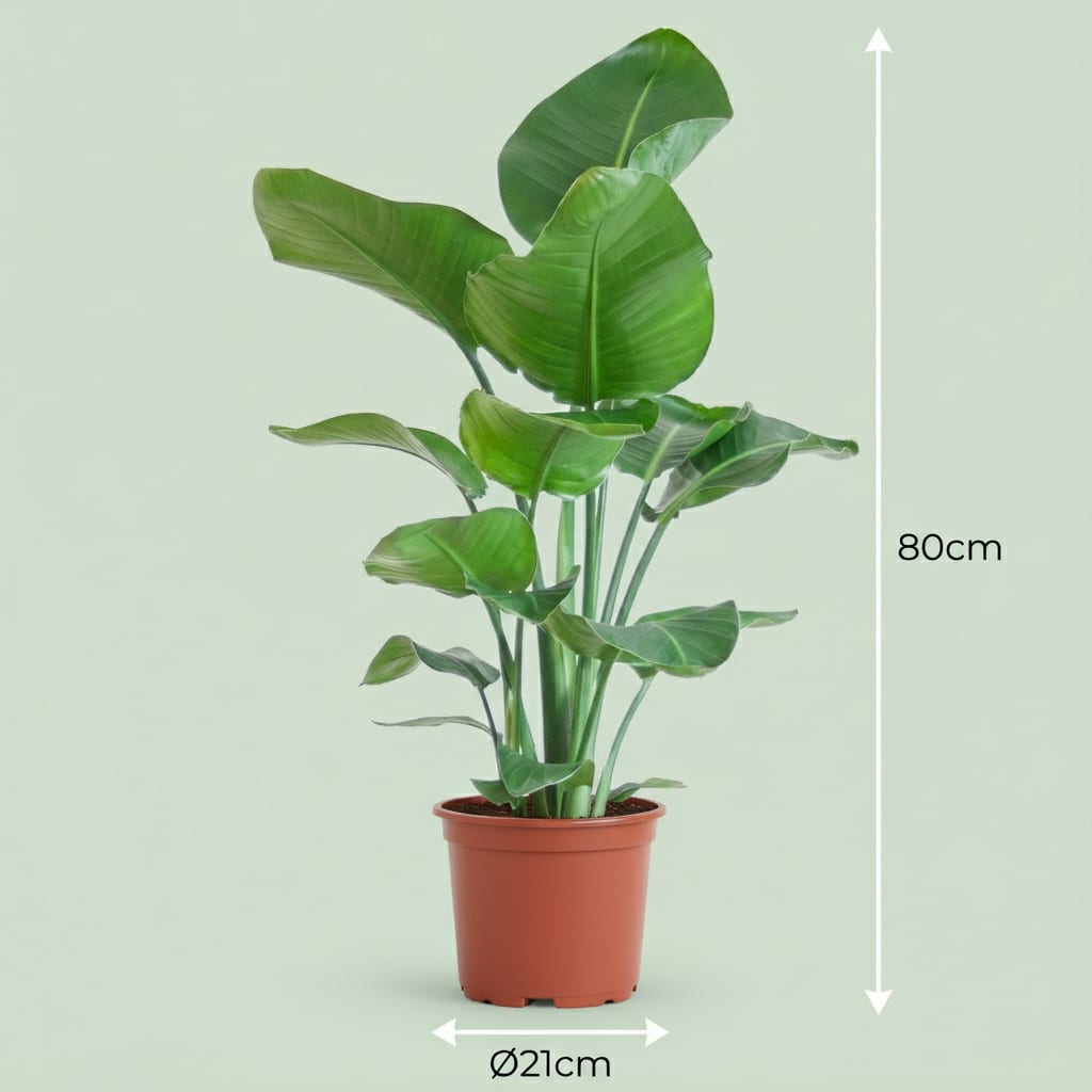 Strelitzia Nicolai Paradiesvogelblume Zimmerpflanze 80-90cm Ø19cm Pflegeleichte Großblattpflanze für Wohnzimmer Büro & Wintergarten – Plant