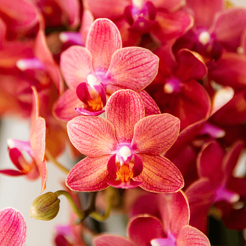 Geschenkset Aura – Rosa Phalaenopsis Orchidee Congo & Grünpflanze – Dekoset mit 2 Aura Ziertöpfen & Bambustablett – Stilvolle Pflanzen