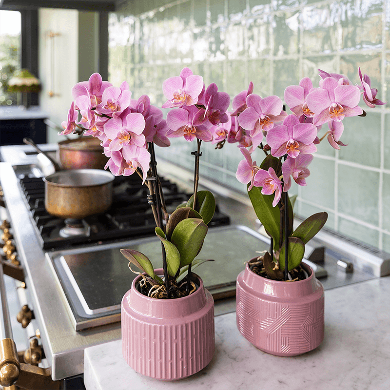 Phalaenopsis Orchideen Treviso – altrosa Blüten – Ø9cm – Blühende Zimmerpflanzen – Frisch vom Züchter – Elegante Deko & Geschenkidee – Plant