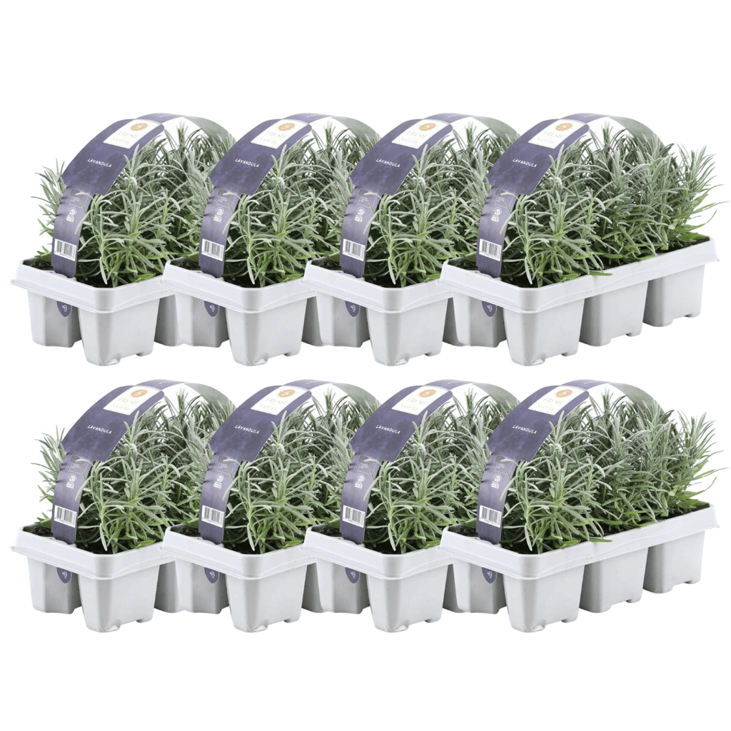 Echter Lavendel – Lavandula angustifolia – Ø7cm x H15cm – Duftend & pflegeleicht – Für Balkon, Terrasse & Beet – Mediterrane Schönheit – Plant