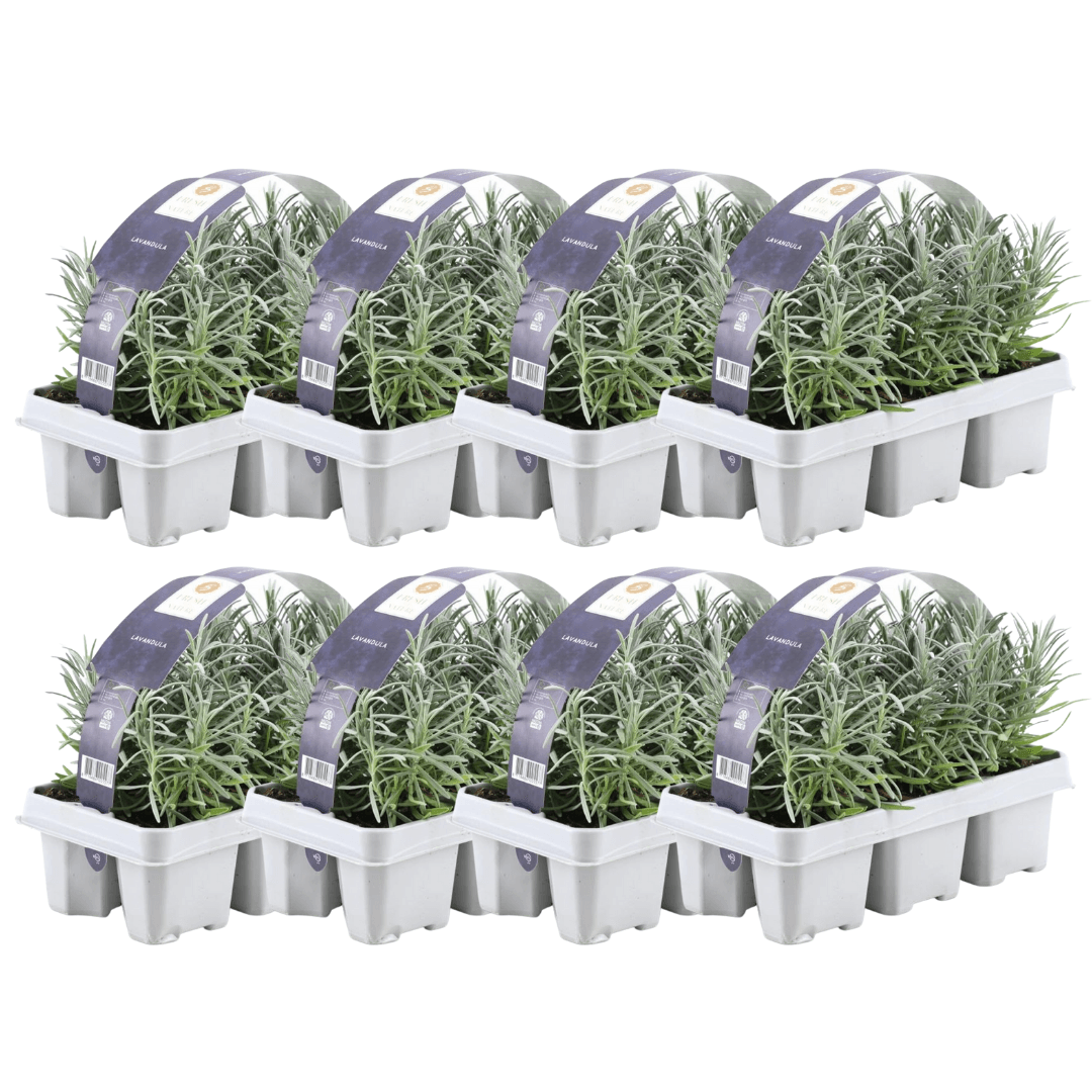 Echter Lavendel – Lavandula angustifolia – Ø7cm x H15cm – Duftend & pflegeleicht – Für Balkon, Terrasse & Beet – Mediterrane Schönheit – Plant