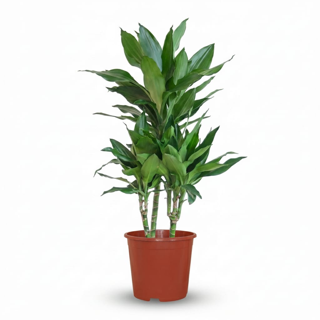 Drachenbaum Janet Craig Dracaena Zimmerpflanze 90-100cm Ø21cm Pflegeleichte Grünpflanze für Wohnzimmer Büro & Innenräume – Plant