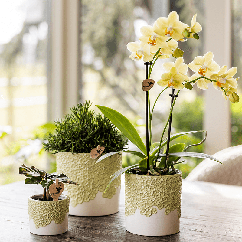 Ziertopf Bloom Green – Dekorativer Blumentopf Ø12cm – Übertopf mit Blütenstruktur – Design Pflanztopf in Grün für Zimmerpflanzen Kräuter & Deko – Pot