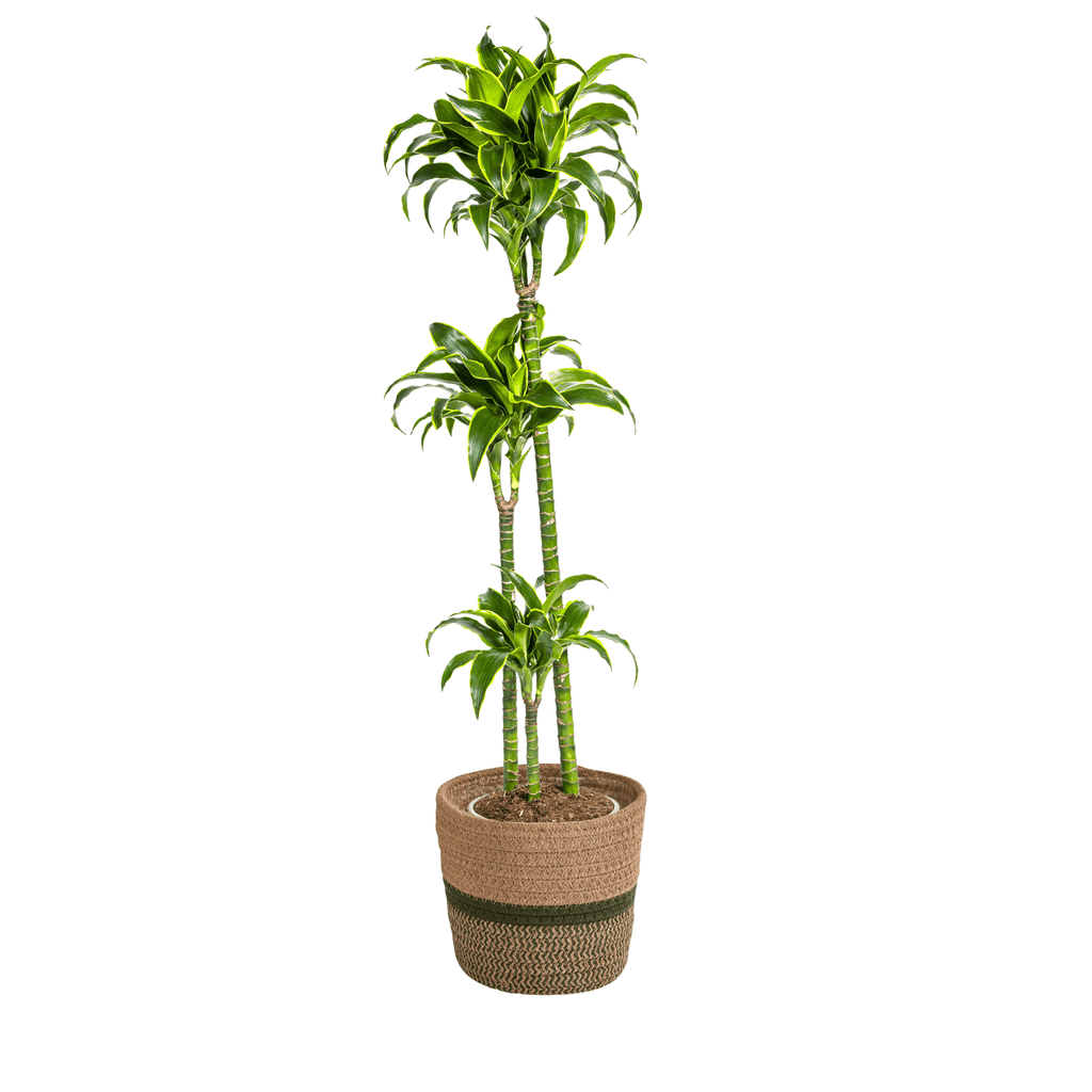 Dracaena Deremensis Dorado inkl. Naturkorb – Höhe 120-140cm – Ø24cm – Pflegeleichte & luftreinigende Zimmerpflanze – Plant