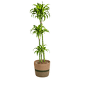 Dracaena Deremensis Dorado inkl. Naturkorb – Höhe 120-140cm – Ø24cm – Pflegeleichte & luftreinigende Zimmerpflanze – Plant
