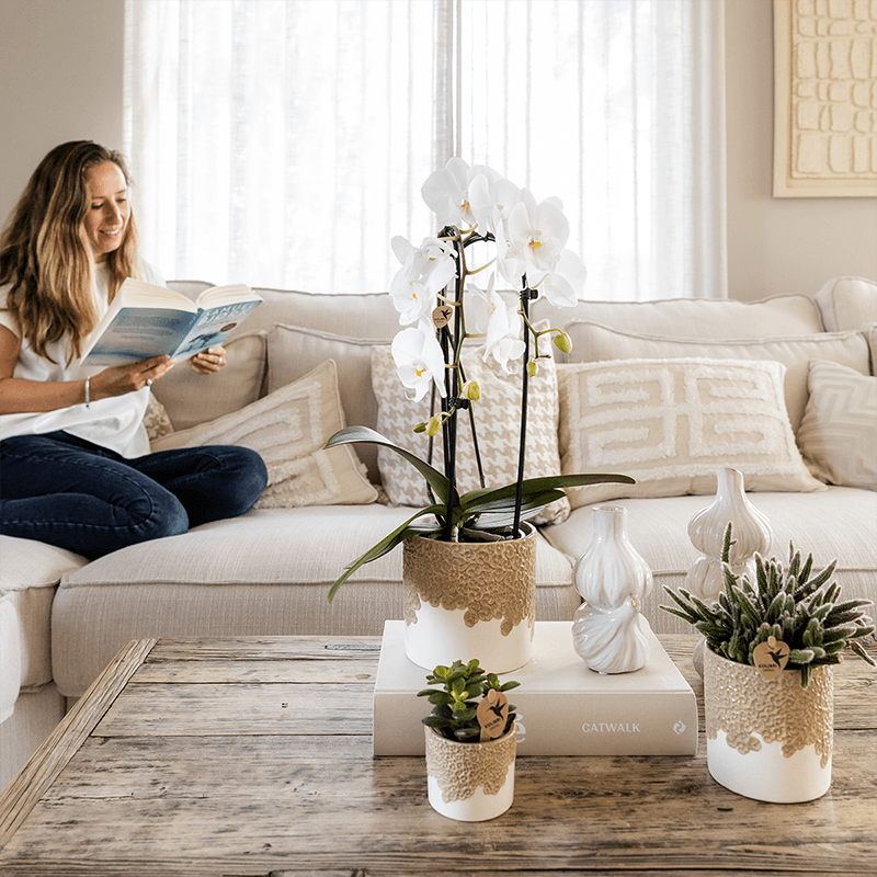 Weiße Niagara Falls Orchidee im Bloom Sand Übertopf Ø12cm – blühende Zimmerpflanze frisch vom Züchter – reinweiße Blüten im sandfarbenen Relief – Topf