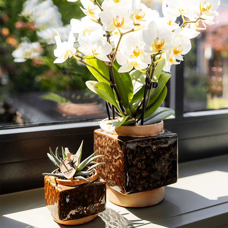 Ziertopf Classy Cube – Braun – Ø6cm – Quadratischer Keramik Blumentopf in glänzender Optik – Übertopf im Retro – Stil für Mini – Plant