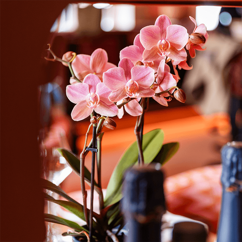 Phalaenopsis Orchideen Treviso – altrosa Blüten – Ø9cm – Blühende Zimmerpflanzen – Frisch vom Züchter – Elegante Deko & Geschenkidee – Plant