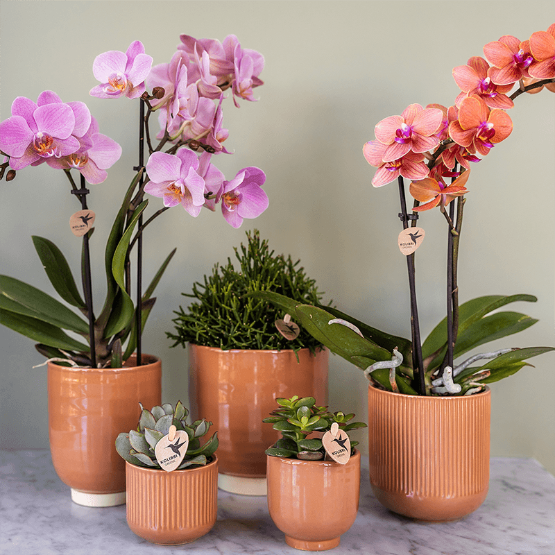 Phalaenopsis Orchideen Treviso – altrosa Blüten – Ø9cm – Blühende Zimmerpflanzen – Frisch vom Züchter – Elegante Deko & Geschenkidee – Plant