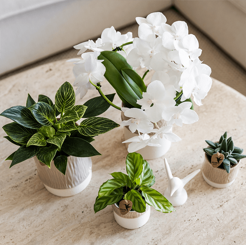 Übertopf Tree sand Ø9cm – Blumentopf mit dezentem Relief – neutraler Keramik – Übertopf für kleine Zimmerpflanzen, Orchideen & Sukkulenten – Pot