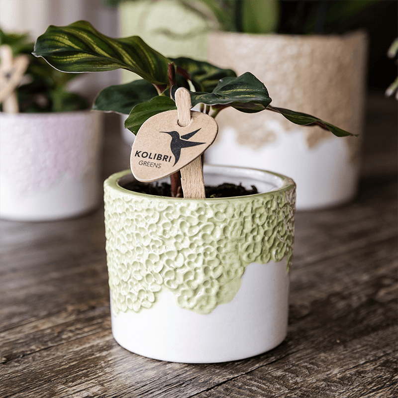 Ziertopf Bloom Green Ø9cm – Dekotopf in sanftem Grün mit Blütenrelief am Rand – kleiner Übertopf für Zimmerpflanzen, Ableger & Kräuter – Pot