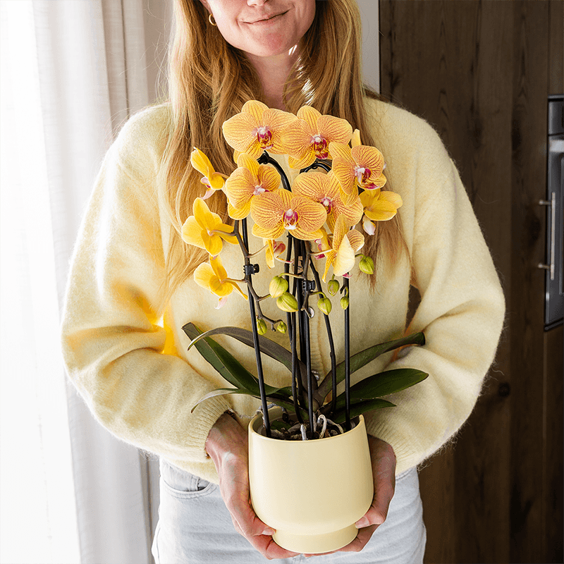 Phalaenopsis Orchidee Sunny Bunny – Ø12cm – Gelb – Rosa blühende Zimmerpflanze – Niagara Fall Kollektion – Blühende Orchidee frisch vom Züchter – Plant