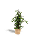 Ficus benjamina Danielle – Ø21cm – ↕95cm inkl. Korb Selin – Pflegeleichte luftreinigende Zimmerpflanze mit dichtem Grün – Elegante Trauerfeige im Natur-Flechtkorb – Für Wohnzimmer Büro Flur – Frisch aus der Gärtnerei – Plant