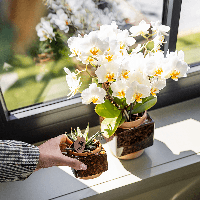 Ziertopf Classy Cube – Braun – Ø6cm – Quadratischer Keramik Blumentopf in glänzender Optik – Übertopf im Retro – Stil für Mini – Plant