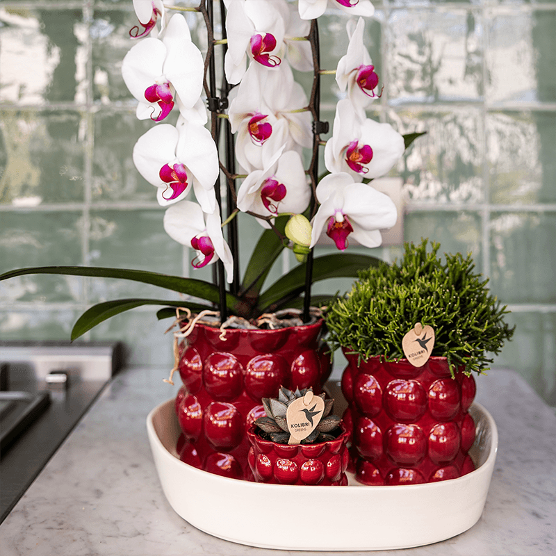 Übertopf Cotton Shine rot Ø9cm – Blumentopf mit Blasenrelief – hochglänzender Retro – Übertopf im 70er – Design – Pot