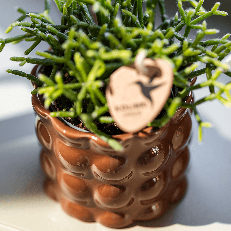 Übertopf Cotton Shine Braun Ø6cm – Mini Blumentopf mit Blasenrelief – hochglänzender Retro – Übertopf im 70er – Design – Zimmerpflanzen – Pot