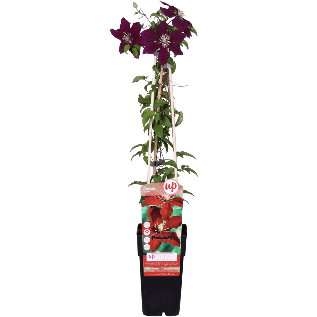 Clematis Niobe – Rote Blüten – Kletterpflanze – Ca. 65cm hoch – Ø15cm – Reichblühend & winterhart – Für Spalier, Zaun & Kübel – Plant