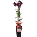Clematis Niobe – Rote Blüten – Kletterpflanze – Ca. 65cm hoch – Ø15cm – Reichblühend & winterhart – Für Spalier, Zaun & Kübel – Plant