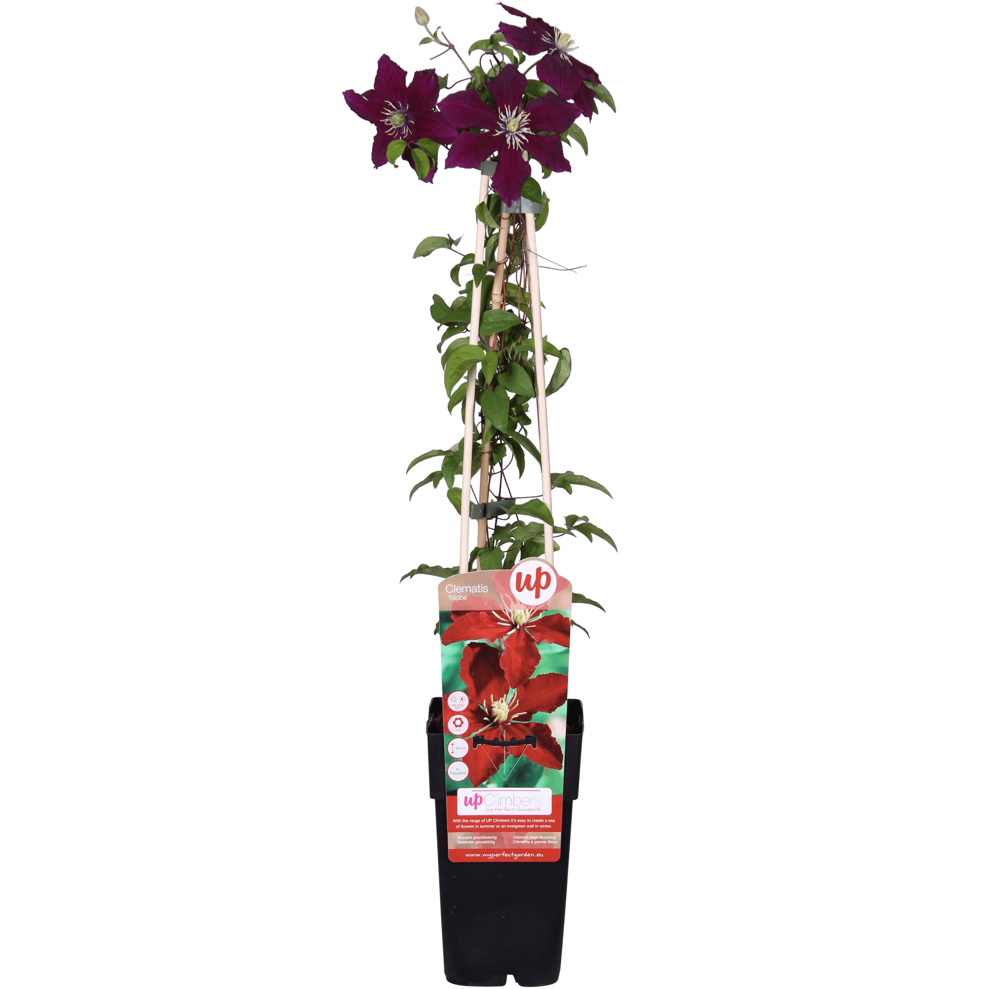 Clematis Niobe – Rote Blüten – Kletterpflanze – Ca. 65cm hoch – Ø15cm – Reichblühend & winterhart – Für Spalier, Zaun & Kübel – Plant