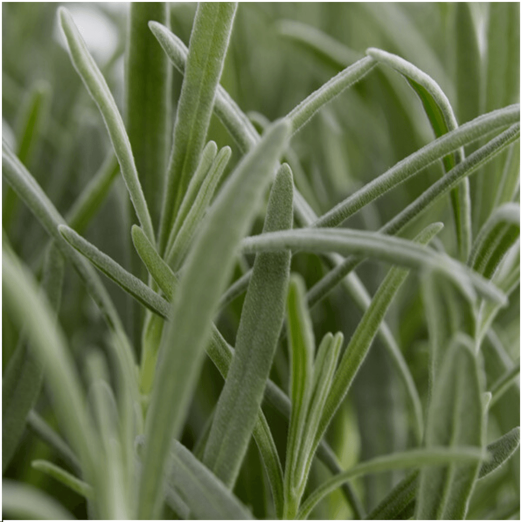 Echter Lavendel – Lavandula angustifolia – Ø7cm x H15cm – Duftend & pflegeleicht – Für Balkon, Terrasse & Beet – Mediterrane Schönheit – Plant