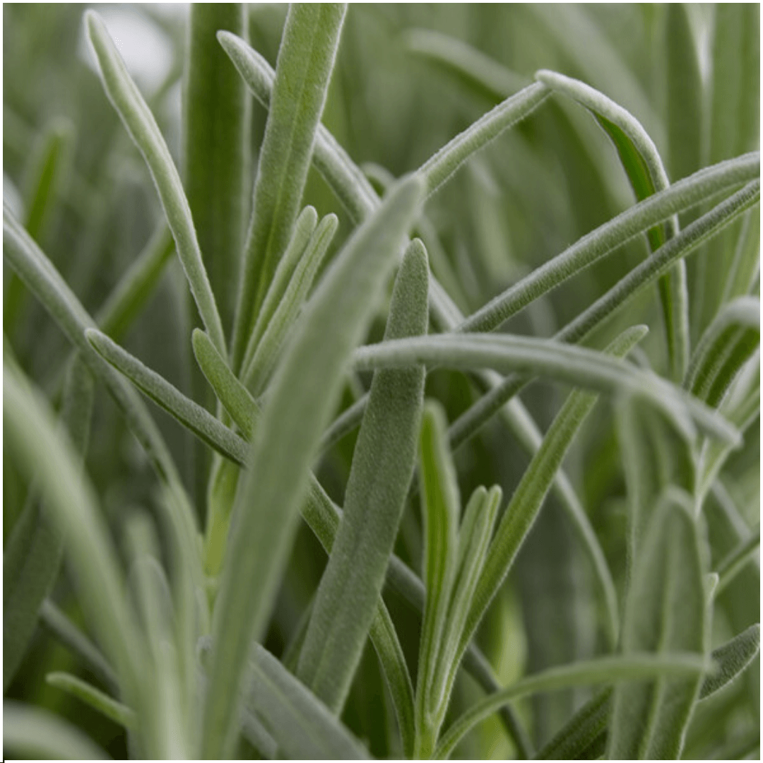 Lavandula angustifolia – Echter Lavendel – Ø7cm – ↕15cm – 12 Pflanzen – Duftende & Mediterrane Pflanzen – Für Garten, Balkon & Terrasse – Plant