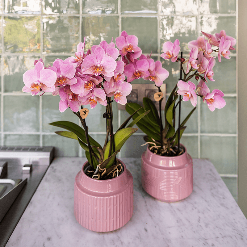 Phalaenopsis Orchideen Treviso – altrosa Blüten – Ø9cm – Blühende Zimmerpflanzen – Frisch vom Züchter – Elegante Deko & Geschenkidee – Plant