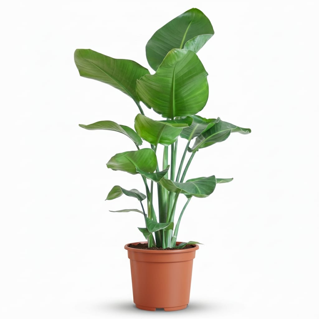 Strelitzia Nicolai Paradiesvogelblume Zimmerpflanze 80-90cm Ø19cm Pflegeleichte Großblattpflanze für Wohnzimmer Büro & Wintergarten – Plant