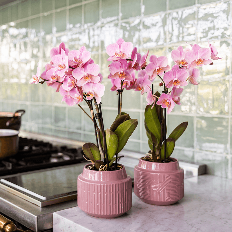 Orchideen Überraschungsbox – 2 Orchideen – 9cm – Frisch vom Züchter – Perfektes Geschenk & Pflanzen – Überraschung – Plant