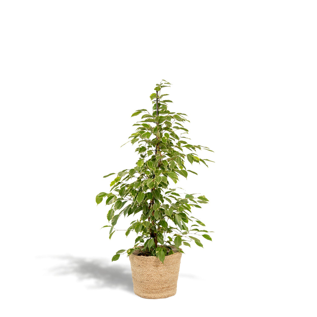 Ficus benjamina Goldenking – Ø21cm – ↕95cm inkl. Korb Selin – Luftreinigende Zimmerpflanze mit zweifarbigem Blattwerk – Pflegeleichter Benjamini im Naturkorb – Für Wohnzimmer Büro Flur – Frisch aus der Gärtnerei – Plant