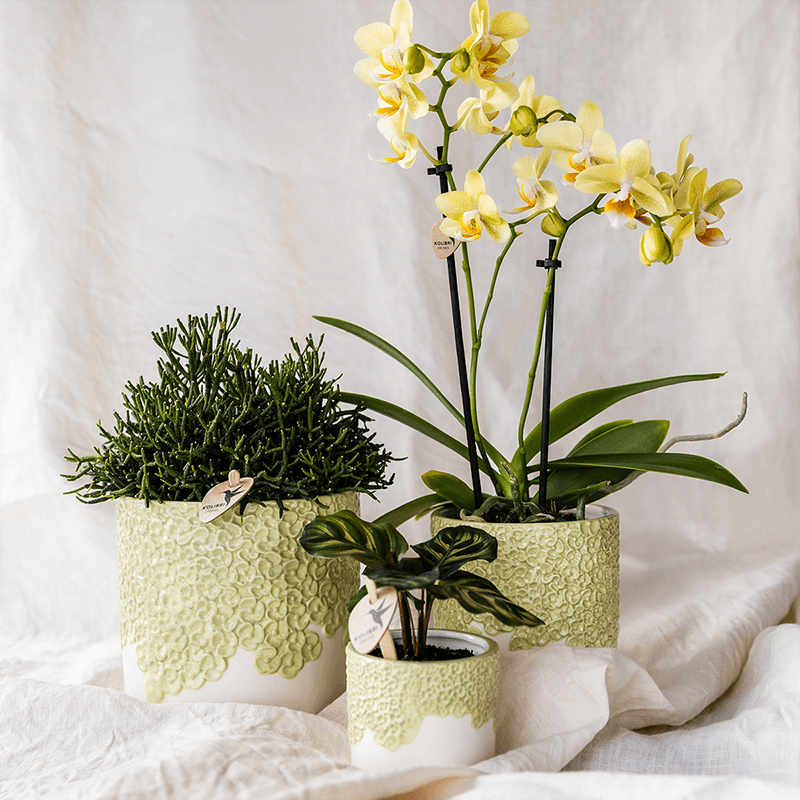 Ziertopf Bloom Green – Dekorativer Blumentopf Ø12cm – Übertopf mit Blütenstruktur – Design Pflanztopf in Grün für Zimmerpflanzen Kräuter & Deko – Pot