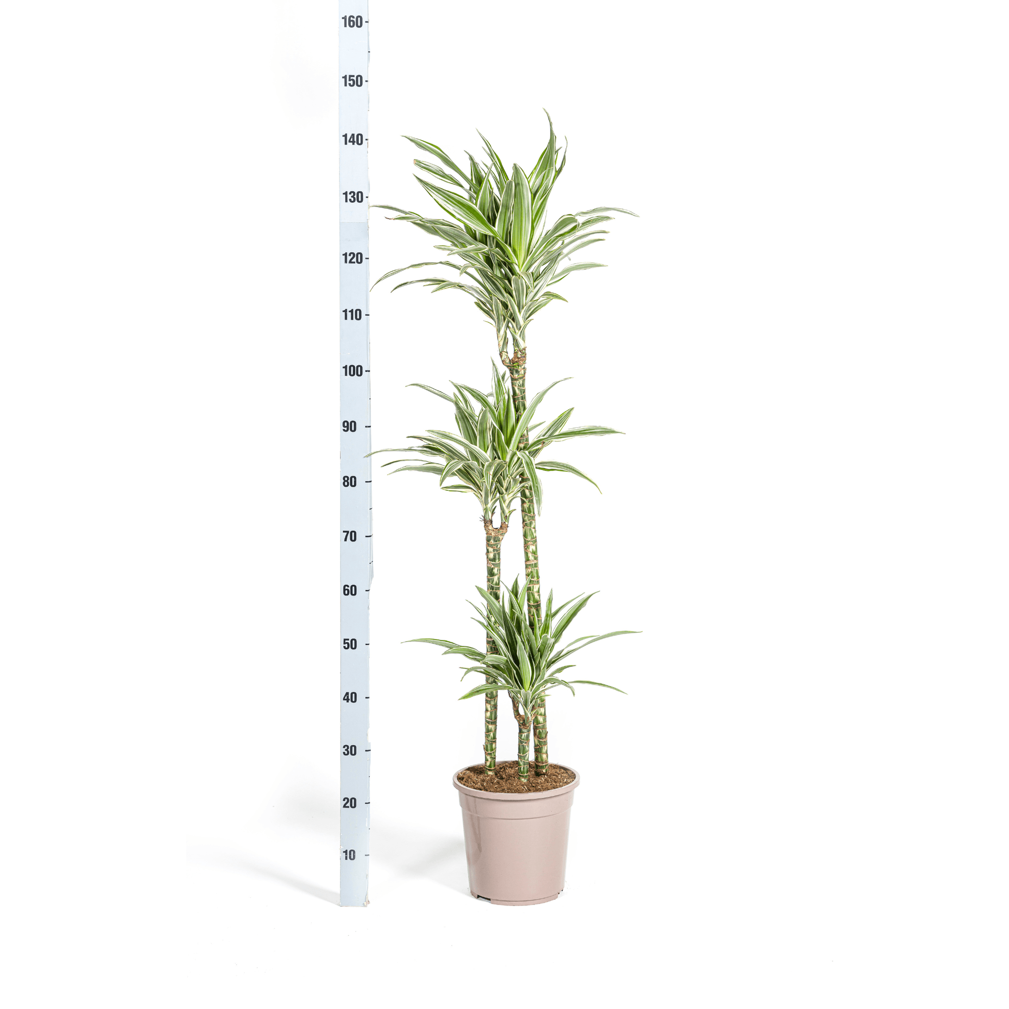 Dracaena Deremensis White Stripe inkl. Naturkorb – Höhe 130-150cm – Ø24cm – Elegante Zimmerpflanze mit zweifarbigem Laub – Plant
