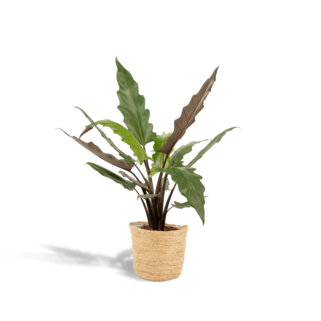 Alocasia Lauterbachiana – Pfeilblatt – Zimmerpflanze – Ø19cm – ↕80cm – inkl. Naturkorb – Elefantenohr – Luftreinigend – Pflegeleicht