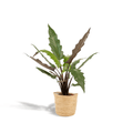 Alocasia Lauterbachiana – Pfeilblatt – Zimmerpflanze – Ø19cm – ↕80cm – inkl. Naturkorb – Elefantenohr – Luftreinigend – Pflegeleicht